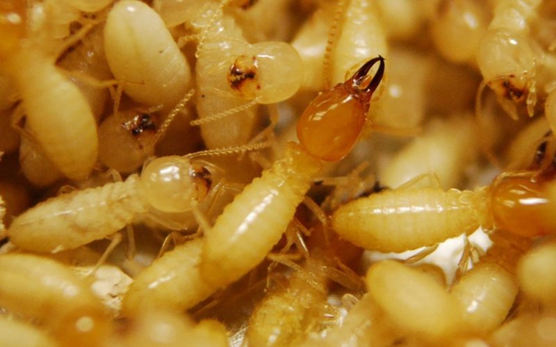 Termites - Bayside Lifestyles Termite Inspection Service