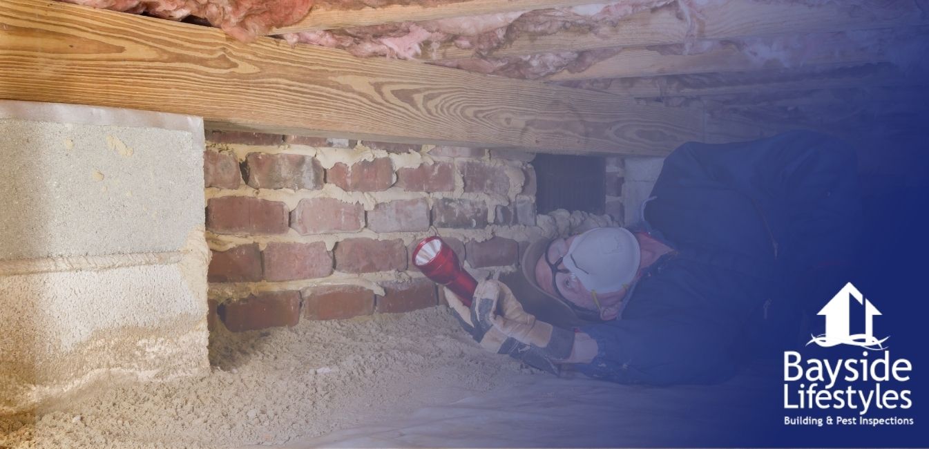 termites Termite Inspections - Bayside Lifestyles Building & Pest Inspections