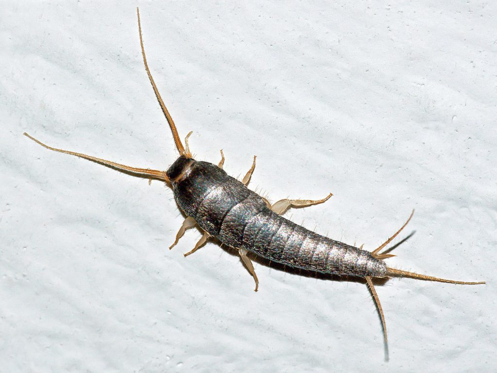 Where Do Silverfish Come From? 