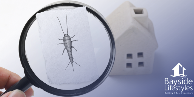 What Are Silverfish What Are Silverfish