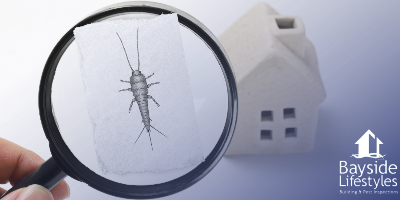 Where Do Silverfish Come From