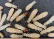 What Do Termites Look Like How to Identify Termites