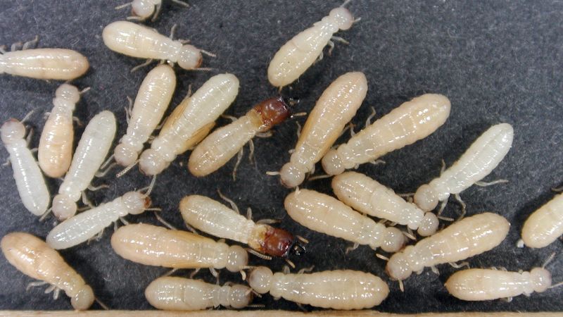 What Do Termites Look Like How to Identify Termites What Do Termites Look Like How to Identify Termites