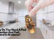 Why Do You Need A Pest Inspection And Pest Control In Brisbane