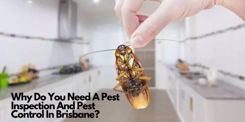 Why Do You Need A Pest Inspection And Pest Control In Brisbane Why Do You Need A Pest Inspection And Pest Control In Brisbane