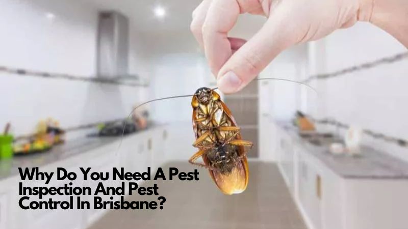 Why Do You Need A Pest Inspection And Pest Control In Brisbane Why Do You Need A Pest Inspection And Pest Control In Brisbane
